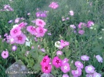 Imrankhan flowers17